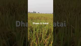 Apne geeton ke nirdeshak karte hue dhaan ki katai ka time a chuka hai 🧑‍🌾🧑‍🌾🌾🌾🚜🚜 [upl. by Kasper864]