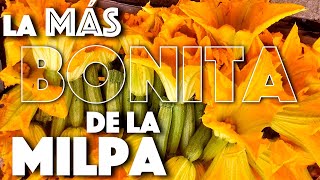 🌱 FLOR DE CALABAZA con nopales hongos 🍄  Buen Apetito Comida Vegan [upl. by Hgielsa]