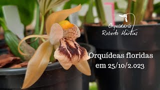 Orquídeas e microorquídeas floridas em 25102023 [upl. by Natal]