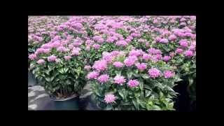 Best Perennials Monarda Petite Delight Bee Balm [upl. by Ashlan]