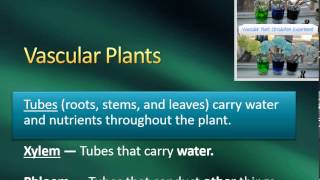 Plant Characteristics Vascular vs Nonvascular amp Seeds vs Spores [upl. by Ygiaf795]