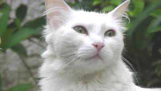 Gato Branco Angorá  Brazilian Angora White Cat ♀ in Florianópolis island Brazil [upl. by Cammy]