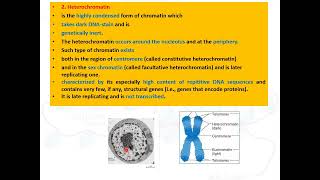 Cell biology  Euchromatin and Heterochromatin [upl. by Adina351]