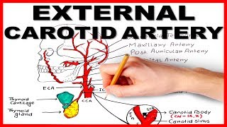 External Carotid Artery [upl. by Esinert507]