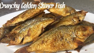 Catch and Cook Golden Shiner Fish  Crunchy and you can eat head to tail [upl. by Aseefan]