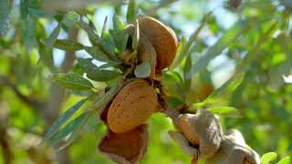 COSECHA MECANIZADA DE ALMENDROS 2022 [upl. by Vaules]