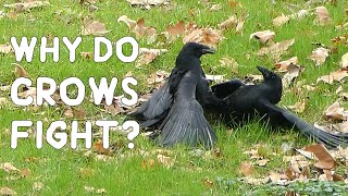 Why do crows fight [upl. by Sezen826]