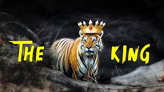 The King of Bandhavgarh Tiger Reserve  4K Video Hindi  हिन्दी [upl. by Leraj]