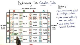 Codons  Tales from the Genome [upl. by Ddot323]