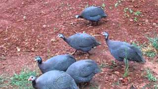 guinea fowl flight [upl. by Ahsenor202]