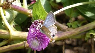 Longtailed Blue Butterfly Visits Globe Amaranth Flowers for Nectar [upl. by Oirogerg]