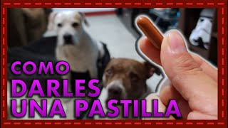 ¡Adiós a la lucha Descubre 3 formas fáciles de darle una pastilla a tu perro [upl. by Pesvoh]