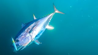 Fall Topwater Tuna Fishing  Bluefin on Butterfish [upl. by Johnson]