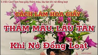 CÁCH LÀM HOA GIẤY THẮM MÀU LÂU TÀN KHI NỞ ĐỒNG LOẠT  KIEMTIENVE [upl. by Ehcar]