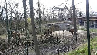 Tierpark Lange Erlen Basel Switzerland Wisent Bison bonasus [upl. by Meares473]