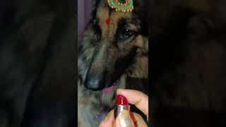 German Shepherd Ready On diwali 🐕 Happy Deepawali 🎇🪔  shorts youtubeshorts gsd doglover [upl. by Ahsekel]