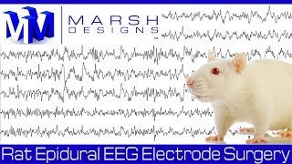 Rat Epidural EEG Electrode Surgery [upl. by Margot897]