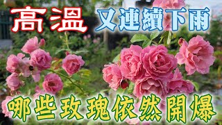 高溫、多雨，花園哪些玫瑰月季依然開爆【心情筆記】河本麻記子法式布盒カルトナージCartonnage大衛奧斯汀伊迪斯Edith葵Aoi第一夫人First Lady Rose [upl. by Nhguavad]