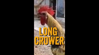 Rooster Passes Out After an Extended Crow  Rooster Gets WASTED [upl. by Anura]