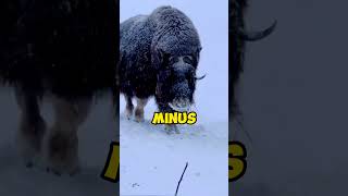 Yak The Underrated Mountain Giant wildlife fascinatingcreatures animals [upl. by Etterrag]