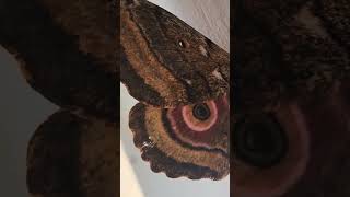 How This Moths Eyes Fool Predatorsinsectsurvival naturecamouflage biology biologie insekte [upl. by Bernadine]