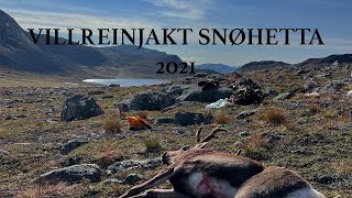 Villreinjakt Snøhetta 2021  Reinsdyrjakt Snøhetta 2021  Caribou Hunt Norway 2021 [upl. by Ez]