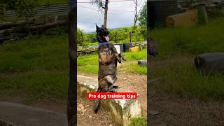 Malinois dog training viralvideo youtubeshorts trending dogtraining shortvideo shorts [upl. by Reichert597]