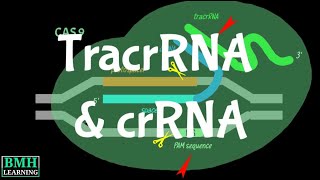 TracrRNA  crRNA  TransActivating CRISPR RNA [upl. by Marius]