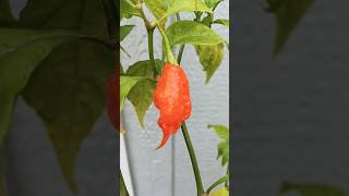 Primotalii spicyfood hotpeppers gardening rareplants Worlds Hottest Pepper [upl. by Bush]