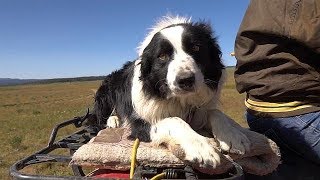 Working Dogs  Farm To Fork Wyoming [upl. by Nova]