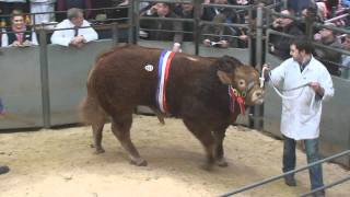 Limousin Bull Dolcorsllwyn Fabio  Record Price £126000 on 18022012 breed society video [upl. by Aletta256]