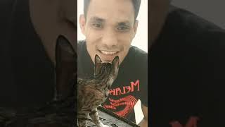 Kangetin Si Empus🤣shorts funnyvideo funnycats [upl. by Clarkin]