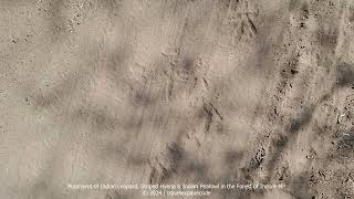 Pugmarks of Wild Animals amp Birds in the Forest of Indore Madhya Pradesh [upl. by Osbourn]