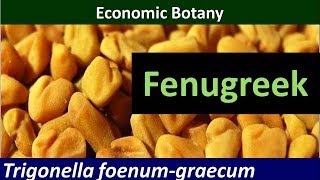 Economic Botany of Fenugreek Trigonella foenum graecum [upl. by Ivey]