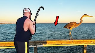 I Hooked A 100 LB MONSTER Navarre Pier Fishing [upl. by Obara]