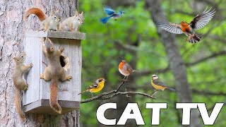 TV FOR CAT 😸🎥 Squirrel And Bird Visit The Bird Feeder 🐿🦜 Bird Chirping Sounds Entertain Your Cats 🌸 [upl. by Marthena530]