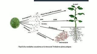 Sesión teórica 12 MICOLOGÍA Hongos antagónicos para el control fitosanitario part 22 [upl. by Nagel]