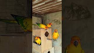 Sun conure beautiful parrot birdsvideoviralshorts [upl. by Tsirhc]