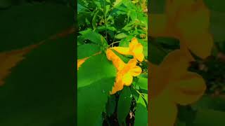 How to grow tecoma from cuttinggulzaremadinanursary youtubeshorts tecoma flowers shorts [upl. by Roon]