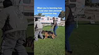 Great use of e collar dogs dogtraining germanshepherd [upl. by Baird]