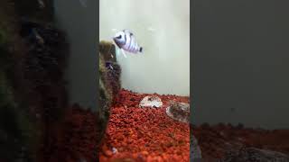 Las crías siguen creciendo Cryptoheros cutteri acuarofilia fish fishtank aquariumhobby [upl. by Ahsinyt367]