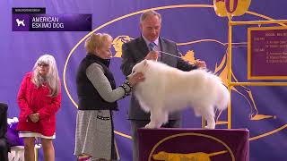 American Eskimo Dogs  Breed Judging 2024 [upl. by Weaks]