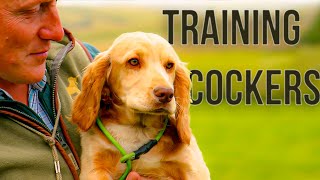 How to Train a Gundog [upl. by Ibbor742]