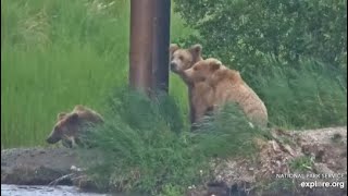 Katmai National Park KRV Cam Bear 910 910 jr and 909 jr 06302024 Exploreorg [upl. by Theresita]