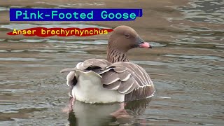 PinkFooted GooseAnser brachyrhynchus [upl. by Cassidy89]