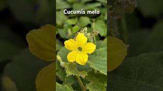 Cucumis melorpmtheexplorer rpm explorer naturelover naturephotography cucumis nature [upl. by Ylac]