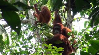 Semenggoh Orangutan Centre Kuching Sarawak [upl. by Naarah]