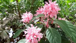 CURIOSIDADES DE LA JUSTICIA CARNEA QUE LA CONVIERTEN EN UNA PLANTA DE FLORACIÓN DESLUMBRANTE [upl. by Ludlew]