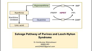 Lesch Nyhan Syndrome  Purine Salvage Pathway  Molecular Biology  Biochemistry [upl. by Galateah637]