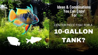 Centerpiece Fish For A 10 Gallon Tank [upl. by Lumpkin382]